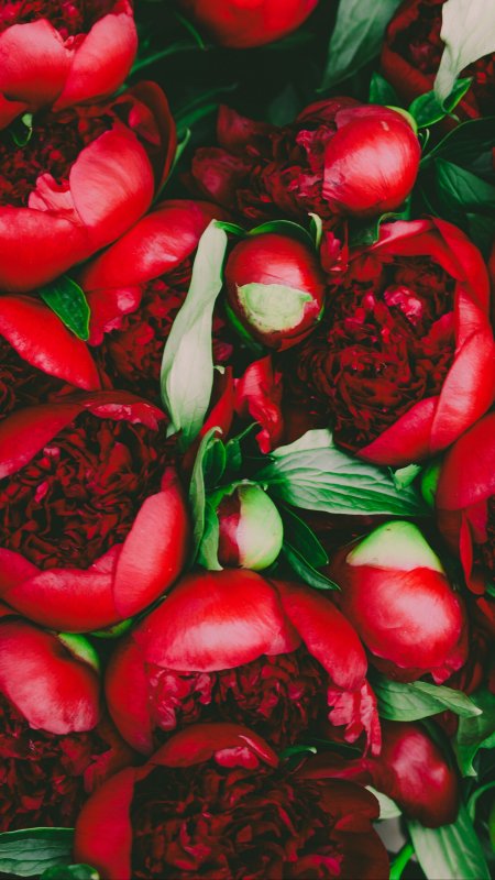 Красный цветок