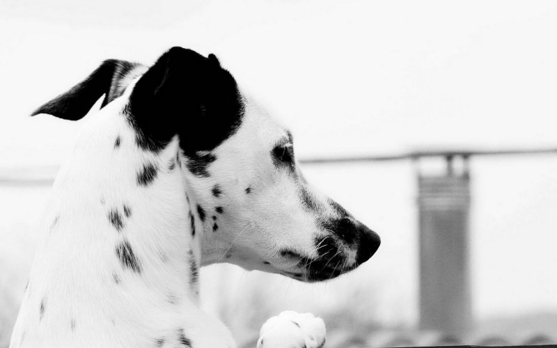 Красивые собаки