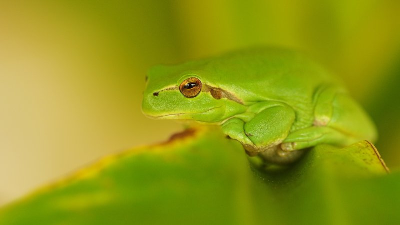 Фон с лягушками