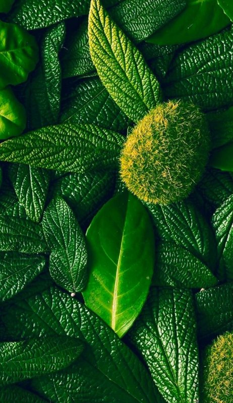 Сочная зелень