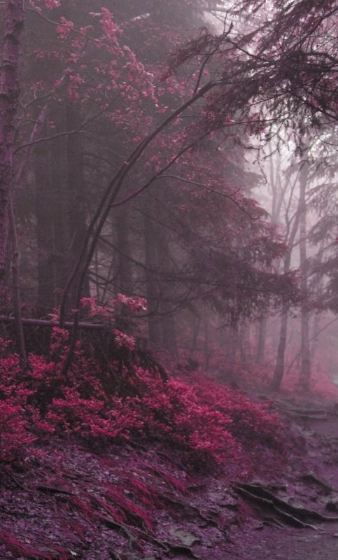 Мрачный лес