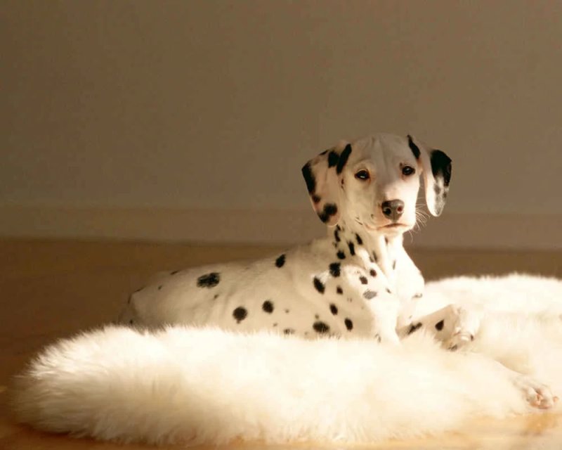 Далматин породы собак