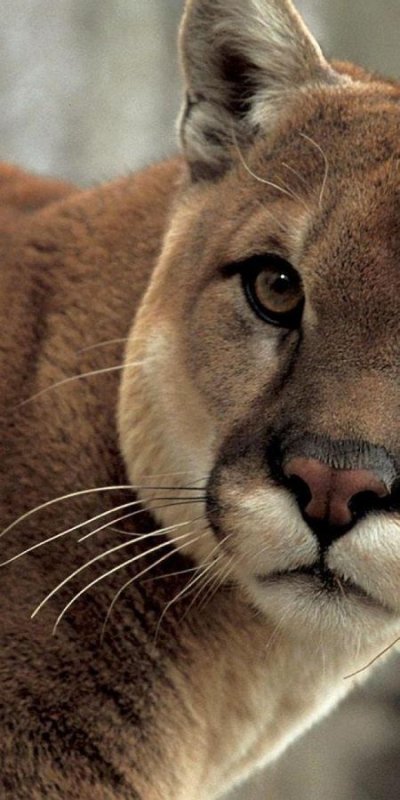 Пума бежевая животное