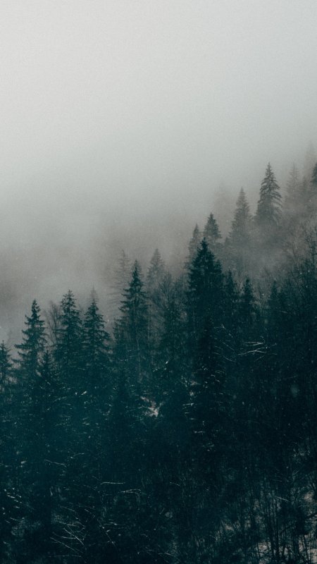 Туманный лес