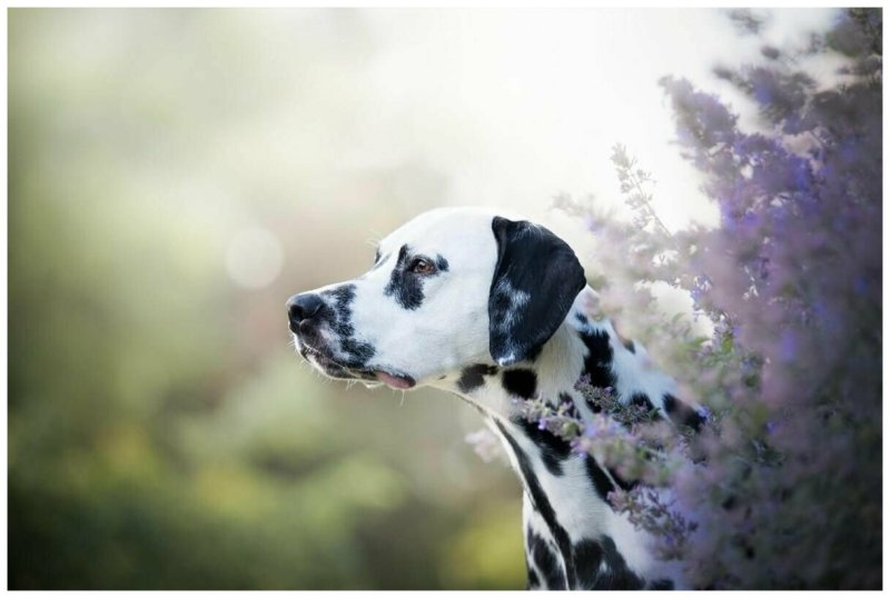 Далматин собака