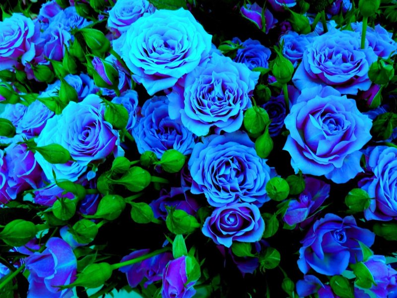 Голубые кустовые розы