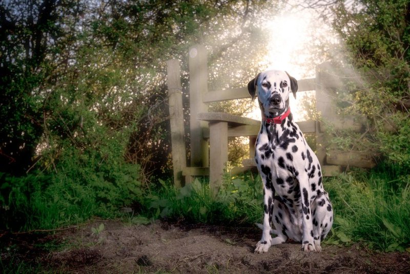 Далматинец щенок