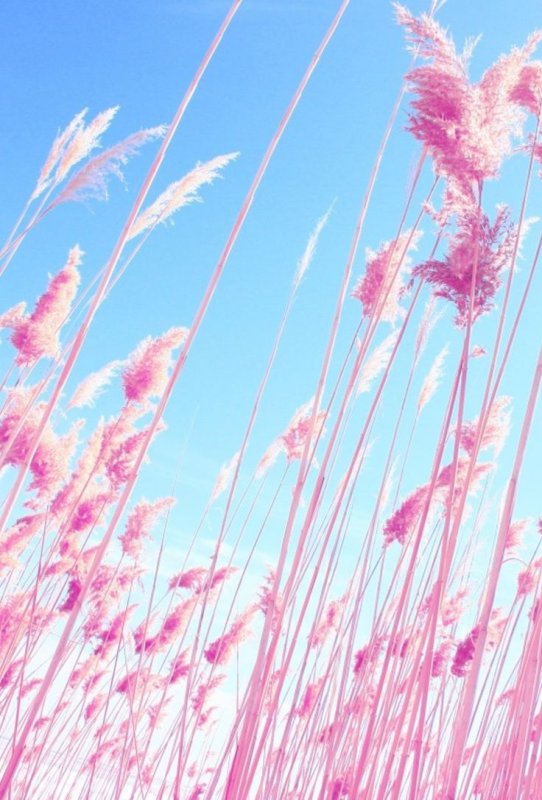 Розовые обои