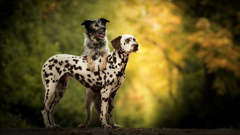 Далматин собака