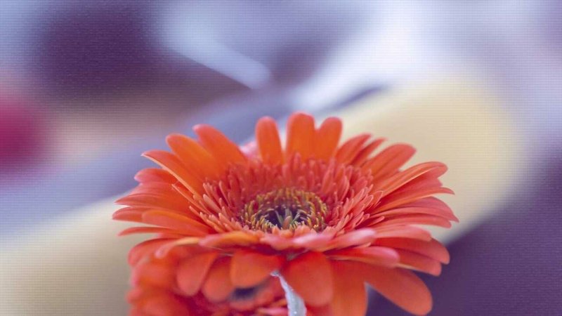 Гербера оранжевая