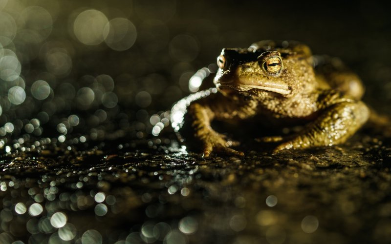 Жаба обои на рабочий стол