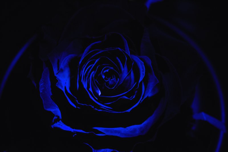 Темно синие розы