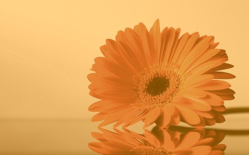 Гербера Карамболь