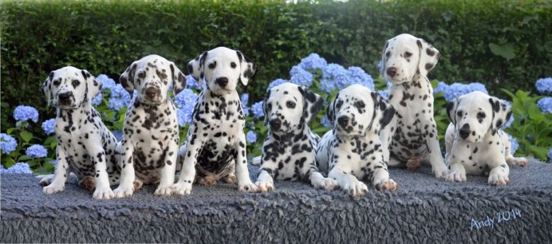 Родина далматина