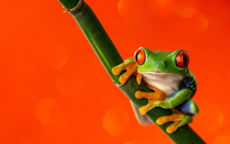 Лягушка квакша Эстетика