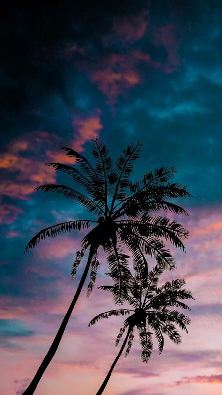 Заставка на телефон пальмы