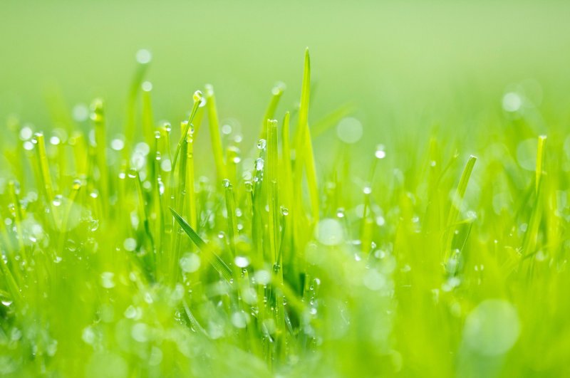 Зеленая трава