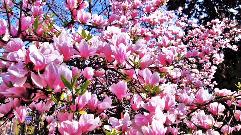 Вечноцветущая Магнолия