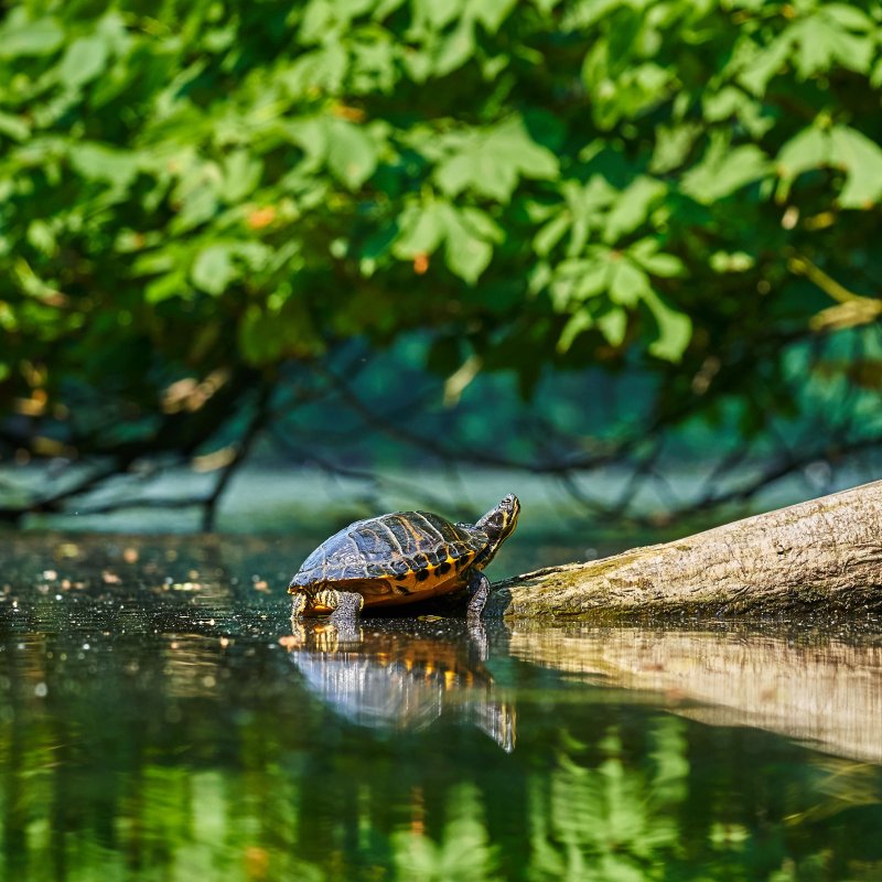 Черепаха обои