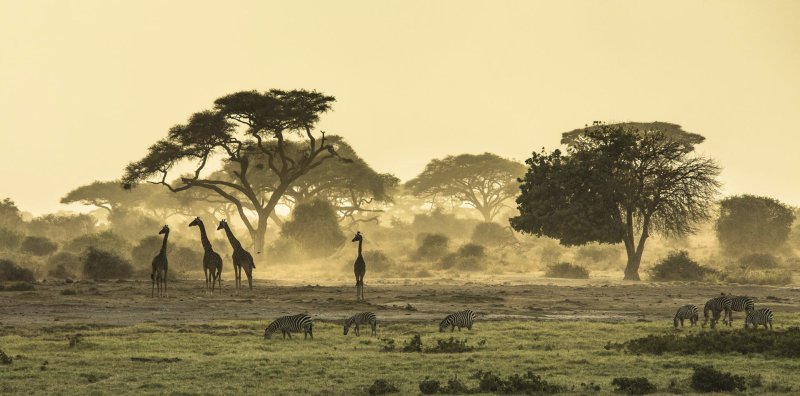 Зимбабве Саванна