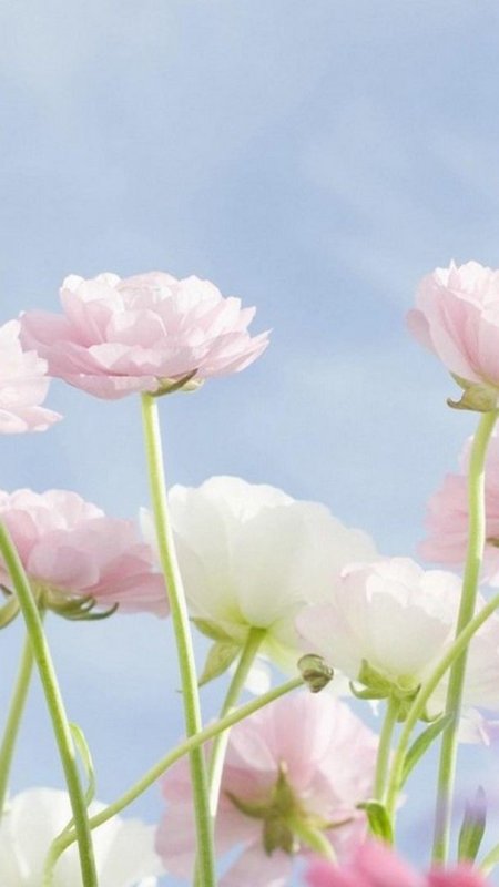 Цветы светлые