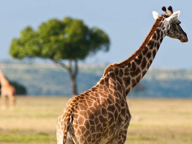 Западноафриканский Жираф