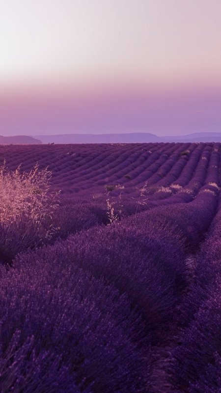 Лавандовый цвет