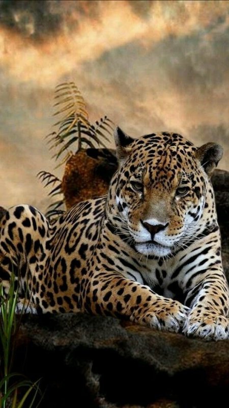 Красивые Дикие кошки