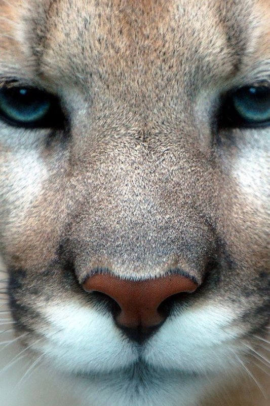 Пума Кугуар зелёный глаз