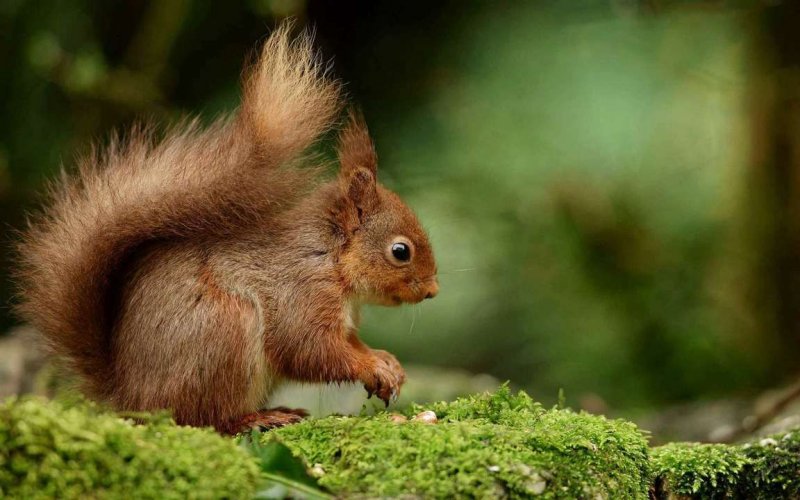 Картинки на рабочий стол белки