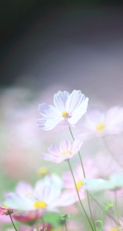 Нежные цветочки