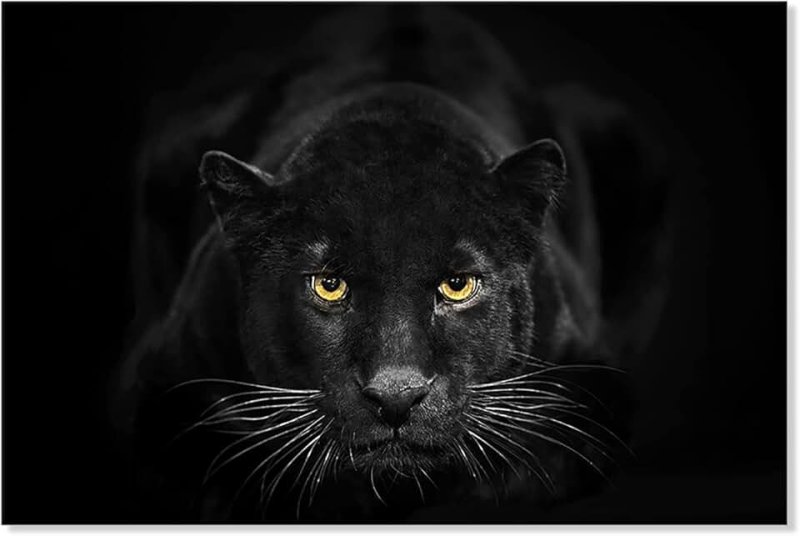 Леопард меланист