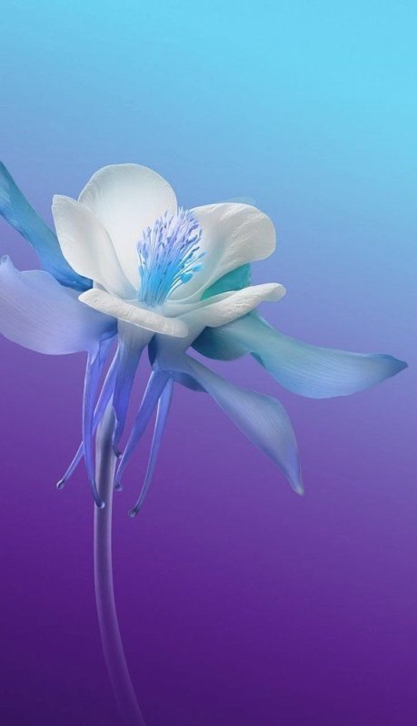 Заставка Виво