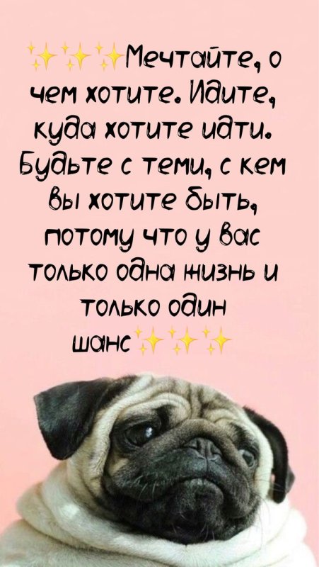 Милые мопсы