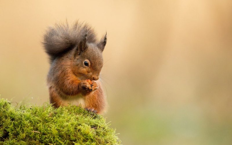 Фон для рабочего стола животные