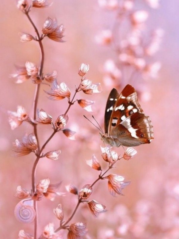 Красивые картинки