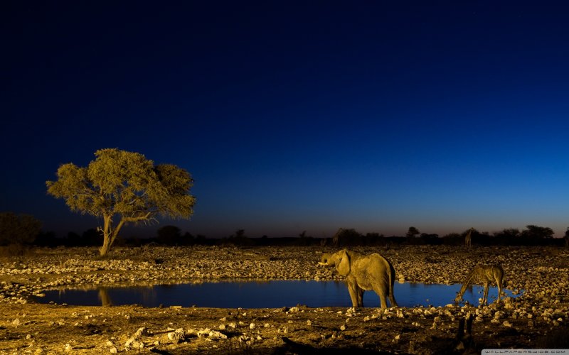 Национальный парк Этоша в Африке