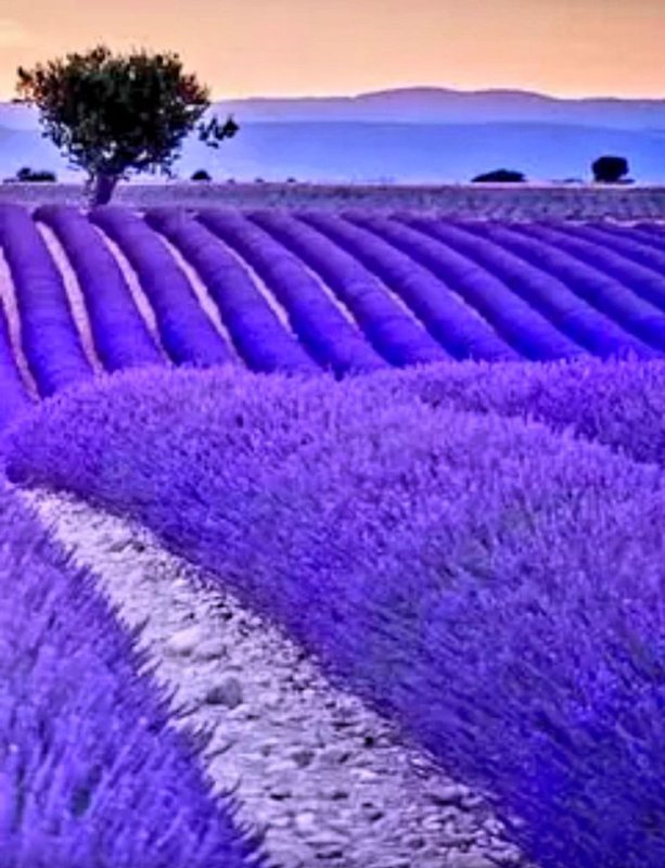 Лавандовые цветы