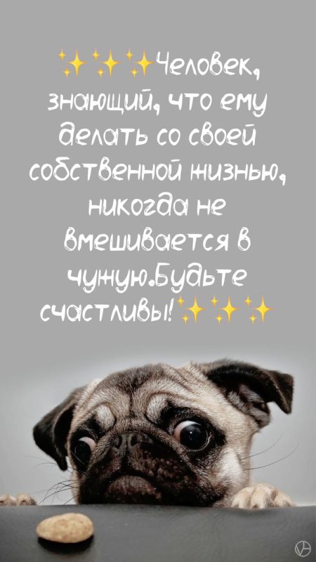 Милые мопсы