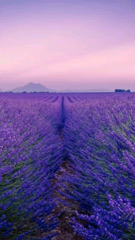 Лавандовое море