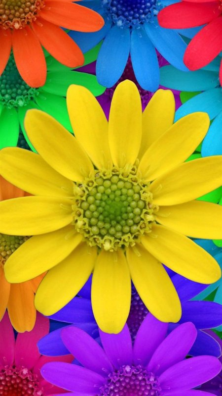 Яркие цветы