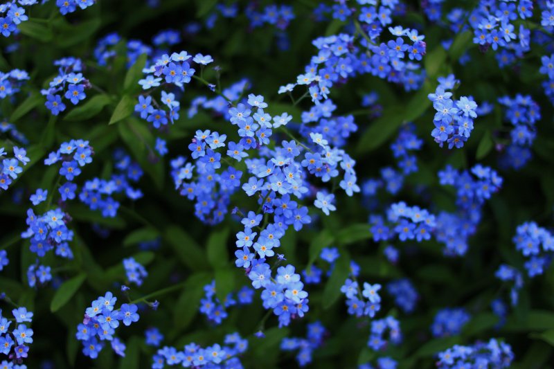 Незабудка Myosotis Myomark