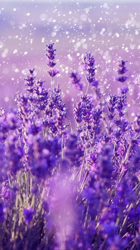 Лаванда Lavender aesthetic