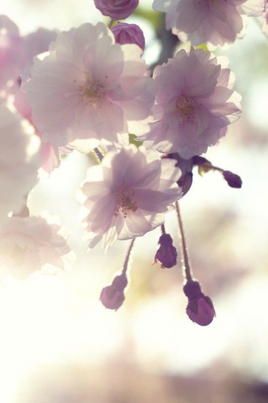 Нежные весенние цветы