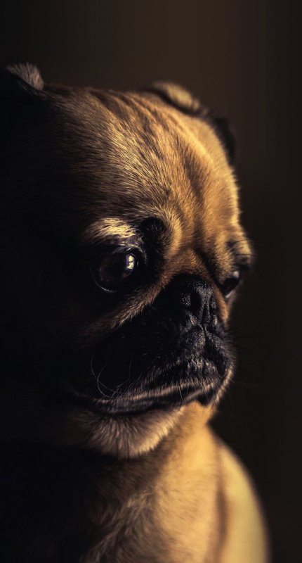 Собака Мопс