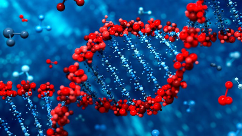 Молекула ДНК