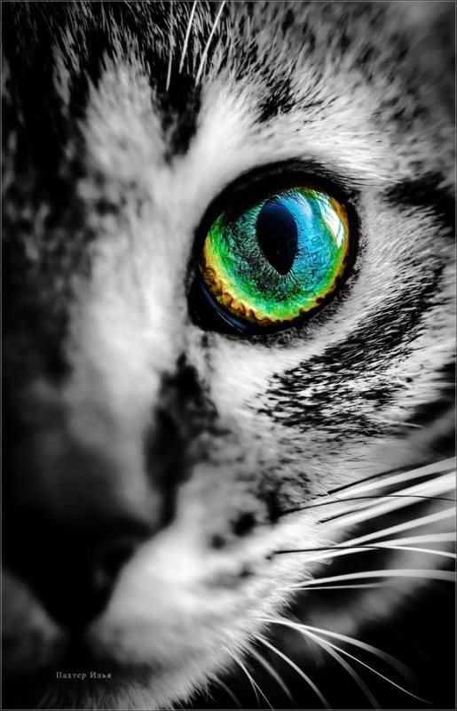 Глаза животных