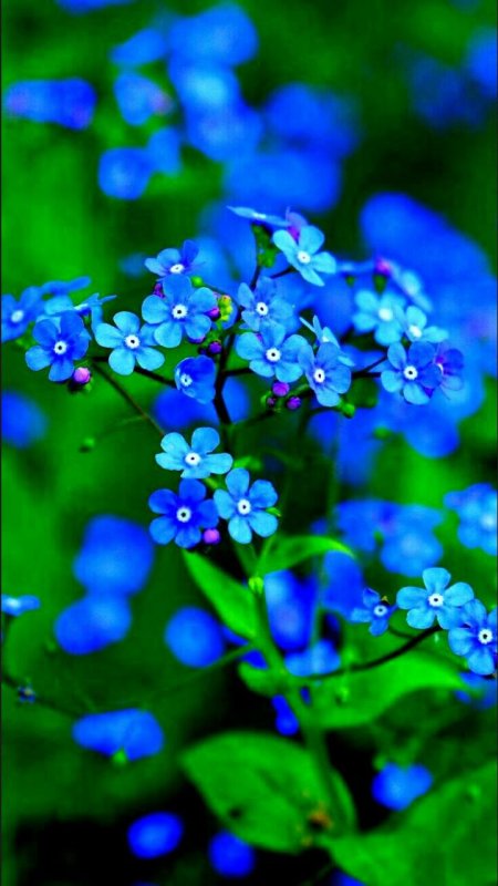 Незабудка (для подмокающих мест)