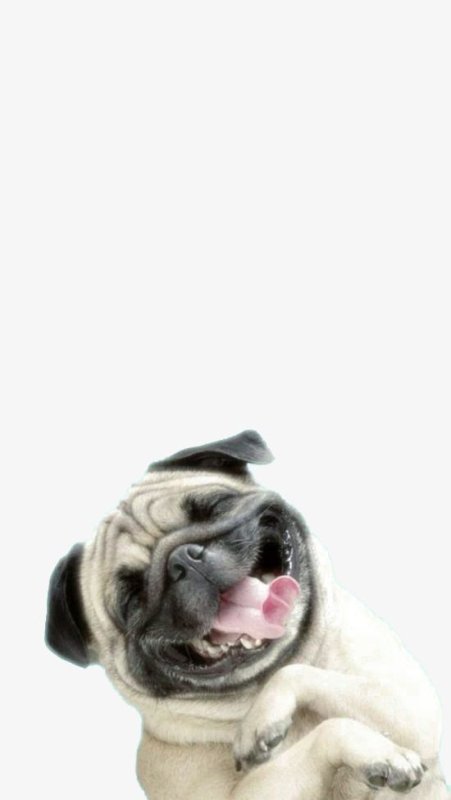 Милые мопсы