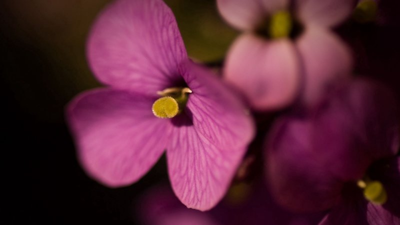 Маленькие сиреневые цветочки